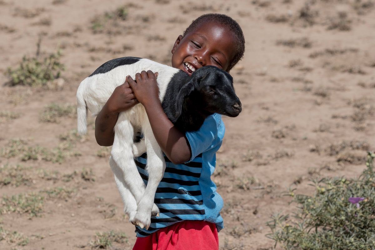 Give a sheep!