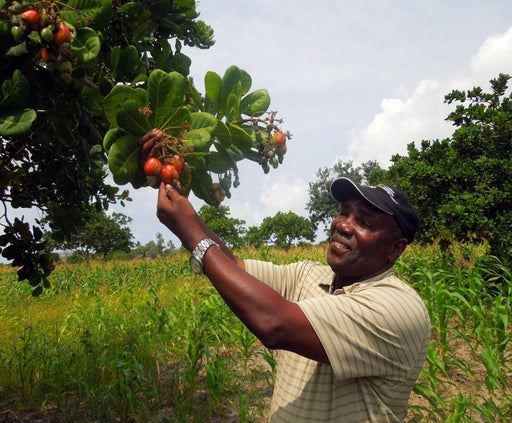 A farmer harvests fruit from his fruit tree.