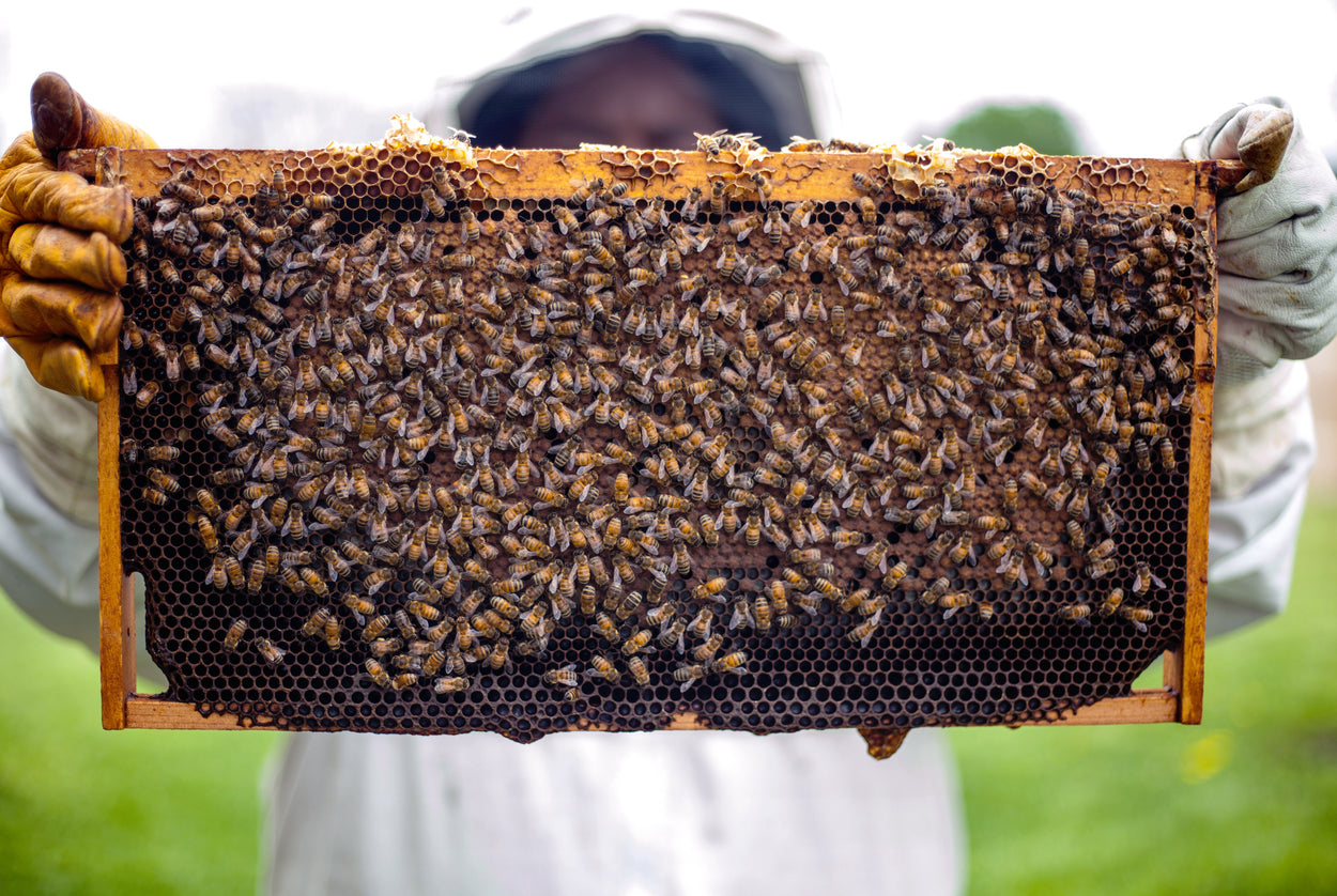 person holding out a part of a beehive