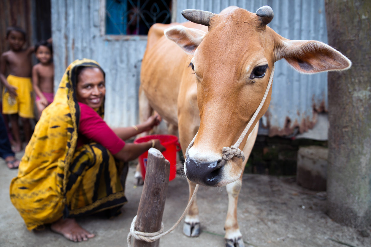 A woman milks her dairy cow to provide nutrition and income for her family.