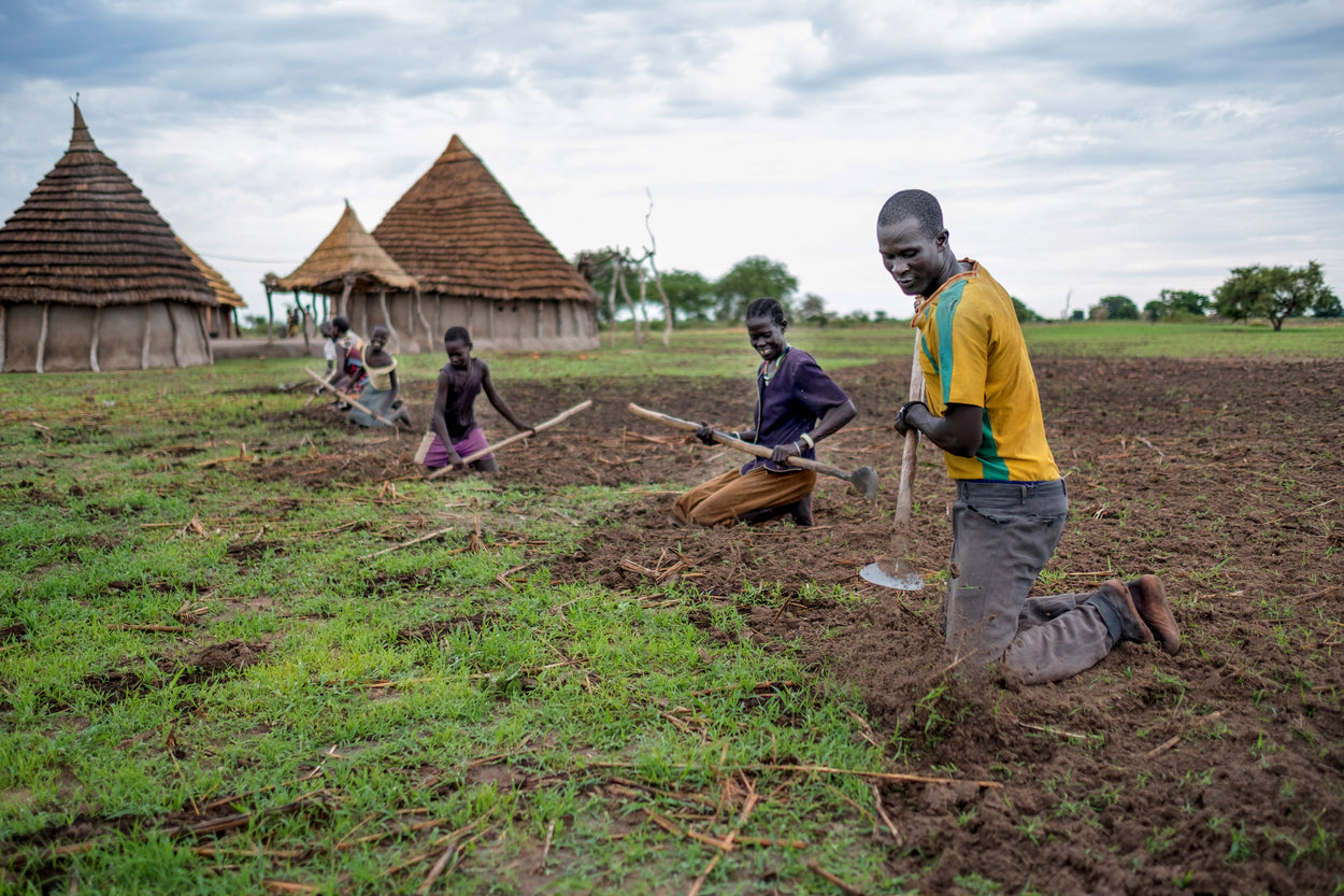 people using shovels to prepare soil for a vegetable garden